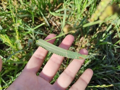 Poaceae