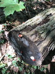 Trametes cinnabarina
