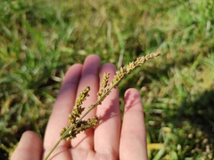 Poaceae