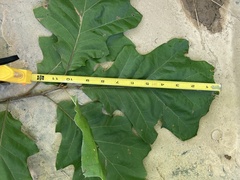 Quercus