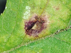 Phragmidium violaceum