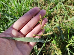 Poaceae