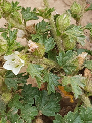 Anisodontea biflora