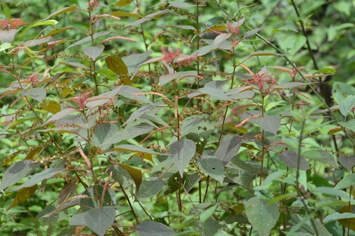 Acalypha chiapensis (Acalypha chiapensis)