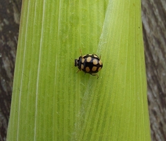 Coccinula quatuordecimpustulata