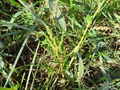 Poaceae