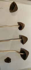Panaeolus papilionaceus