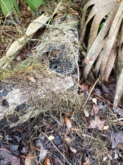 Sistrurus miliarius barbouri