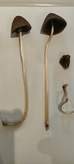 Panaeolus papilionaceus
