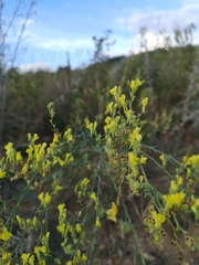 Linaria genistifolia