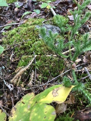 Lycopodium clavatum