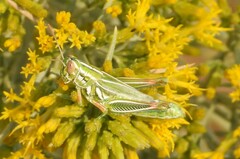 Hesperotettix viridis