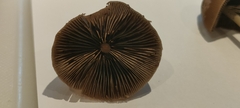 Panaeolus papilionaceus
