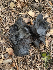 Gomphidius glutinosus