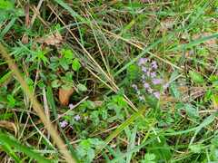 Thymus pulegioides