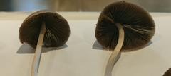 Panaeolus papilionaceus