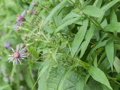 Canadanthus modestus