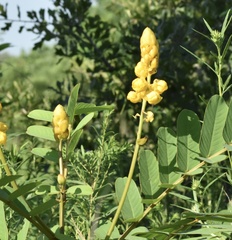 Senna