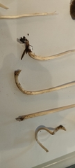 Panaeolus papilionaceus