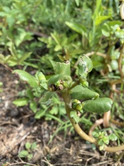 Portulaca oleracea