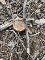 Gomphidius glutinosus