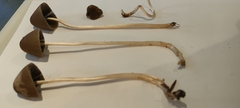 Panaeolus papilionaceus