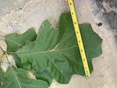 Quercus