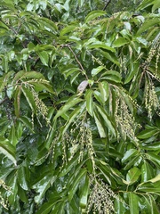 Oxydendrum arboreum