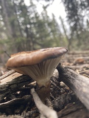 Gomphidius glutinosus