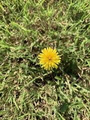 Taraxacum officinale