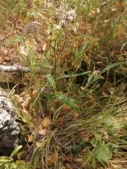 Saussurea parviflora