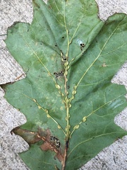 Macrodiplosis qoruca