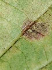 Phragmidium violaceum