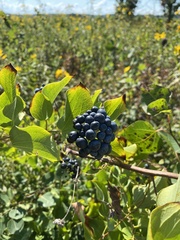 Smilax lasioneura