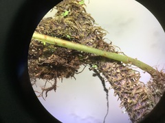 Davallia trichomanoides