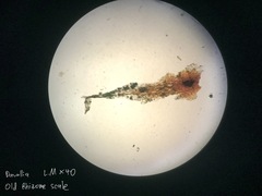 Davallia trichomanoides
