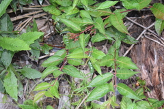 Diervilla lonicera