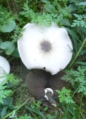 Agaricus placomyces