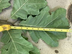 Quercus