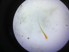 Davallia trichomanoides