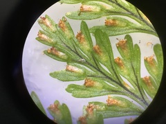 Davallia trichomanoides