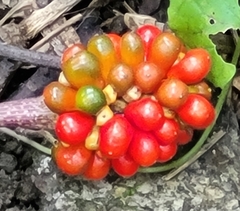 Arisaema triphyllum