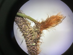Davallia trichomanoides