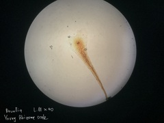 Davallia trichomanoides