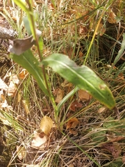 Saussurea parviflora