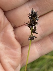 Carex spicata