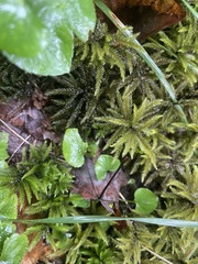 Climacium dendroides