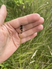 Carex spicata