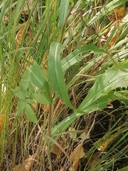 Saussurea parviflora