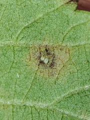 Phragmidium violaceum